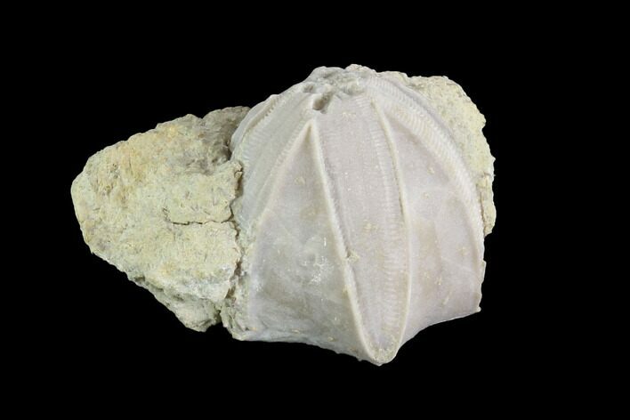 Blastoid (Pentremites) Fossil - Illinois #86445